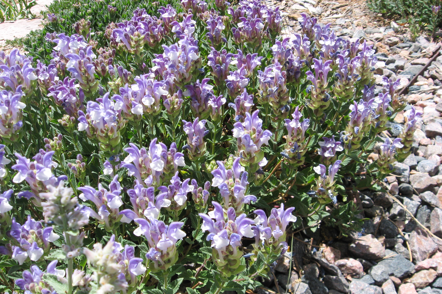 Alpine Skullcap